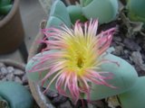 Pink and Yellow Daisy-like Flower among Stones