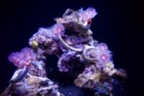 Vibrant Vista- Underwater Marvels in Golden Gate Park, 2023