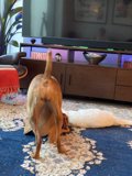 TV Time with Man's Best Friend