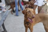 Vizsla Dog Enjoying Patio Time with Friends
