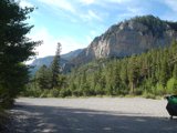 Majestic Mountain Pine