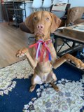 Pawsitively Adorable