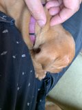 Sweet Doggy Cuddles
