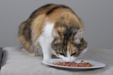 Manx Cat Enjoying a Meal