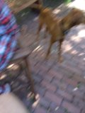 A Hound's Stroll on the Brick Walkway