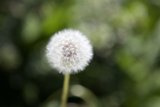 Dandelion Dreams
