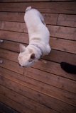 LA Chronicles: Majestic White Canine