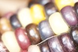 Colorful Beaded Corn Cob