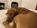 Comfy Canine