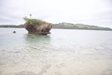 Tree Among the Rocks