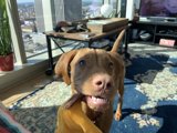 Furry Friend in the Living Room