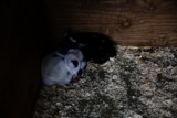 Cuddly Companions in a Cozy Corner