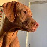 Meet the Vizsla puppy in Los Angeles