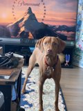 Man's Best Friend's Favorite Pastime