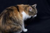 The Majestic Manx