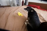 A Dog's Favorite Toy