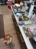 Canine Cuisine