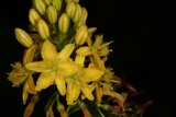 Bold Bloom