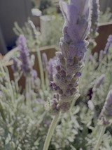 Close-up of Purple Lavender Flower Spike