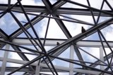 Perched on a Metal Structure