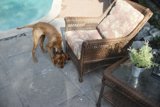 Furry Critic