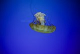 Ethereal Encounter at the California Academy of Sciences