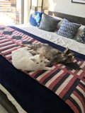 Feline Friends Recline