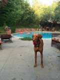Poolside Pup