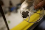 The Small Stone in the Container