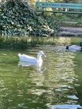 Peaceful Pond