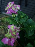 Pretty in Pink Geraniums