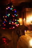 A Hound's Christmas