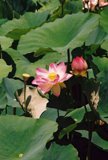 Blooming Pink Lotus in a Pond