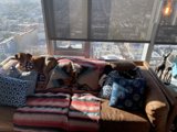 Cozy Afternoon on the Couch