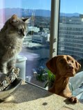 Furry Friends Gazing at LA's Beautiful Skyline