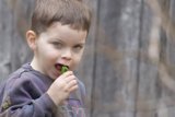A Bite of Innocence