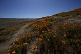 A Sea of California Poppies