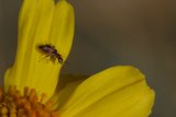 Beauty in the Pollen