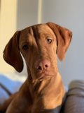 A Loyal Vizsla Puppy in Los Angeles