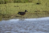 Blue-winged Teal Duck in Wetland Habitat