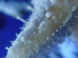 The Intricate World of Sea Anemones