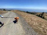 A Leisure Walk with a Furry Friend