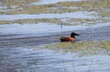 Blue-winged Shoveler Duck in Shallow Wetland Waters