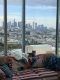 Lazy Days with My Feline Companion