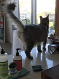 Counter Cat