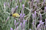 Yellow Sunbird Feeding on Lavender Blossoms