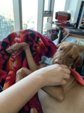 Cozying Up with Man's Best Friend