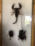 The Arthropod Assemblage