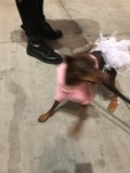 Fashion-Forward Fido