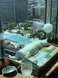 City Cat Basks in Natural Light